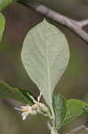 Bigleaf snowbell